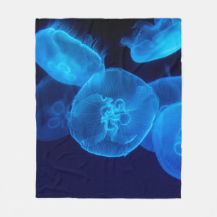 COUVERTURE POLAIRE PHOTOGRAPHIE DE CLOSEUP DE SWARM DE JELLYFISH