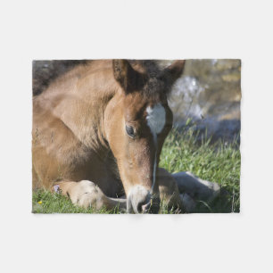 Couverture Polaire Poney Sauvage au Repos
