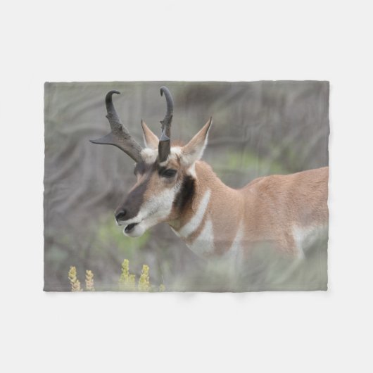 Couverture Polaire Pronghorn Antelope Buck | Grand Tétons (Devant (Horizontal))