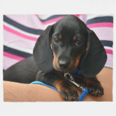 COUVERTURE POLAIRE PUPPY DE DACHSHUND (Devant (Horizontal))