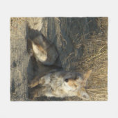 Couverture Polaire R19 Coyote Couché (Devant (Horizontal))