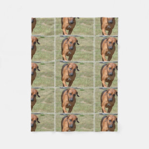Couverture Polaire Rhodesian Ridgeback caracolant