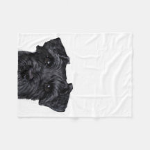Schnauzer noir