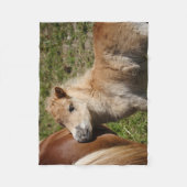 Couverture Polaire Sweet Haflinger Foal (Devant)