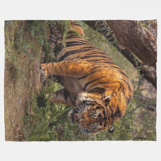 COUVERTURE POLAIRE TIGER (Devant (Horizontal))