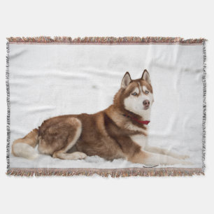 Couverture Portrait de Cute Sibérien Husky