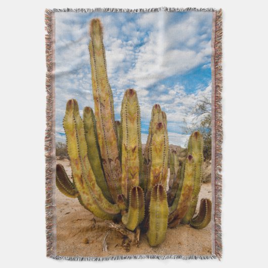 Couverture Portrait de Old Man Cactus, Mexique (devant Vertical)