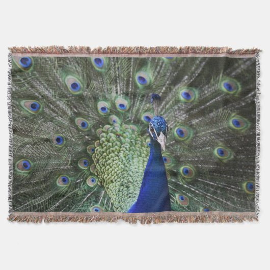Couverture Portrait de paon avec des plumes (Devant)
