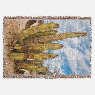 Couverture Portrait de vieux cactus, Mexique
