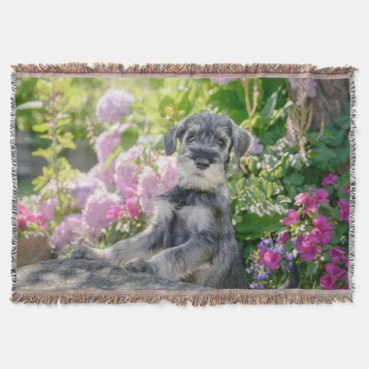 Couverture Puppy de Schnauzer dans un Flowering Garden - (Devant)