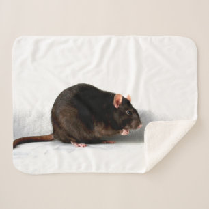 Couverture Rat sbcn sherpa