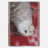 Couverture Reeples (devant Vertical)