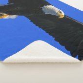 COUVERTURE SHERPA AIGLE EN TRAIN (3/4)