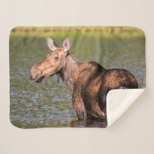 Couverture Sherpa Alimentation de l'orignal dans le parc national de (Devant (Horizontal))