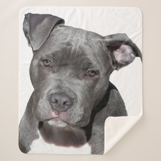 Couverture Sherpa American Pit Bull Terrier (Devant)
