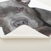 Couverture Sherpa American Pit Bull Terrier (3/4)