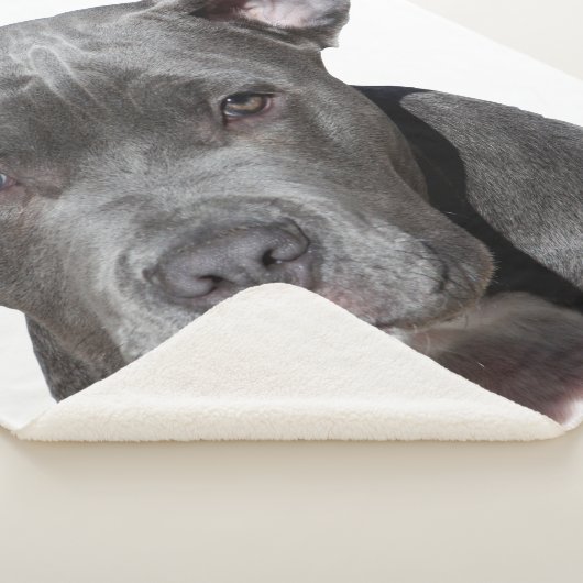 Couverture Sherpa American Pit Bull Terrier (3/4)