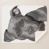 Couverture Sherpa American Pit Bull Terrier (Devant (Horizontal))