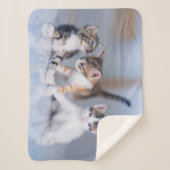 Couverture Sherpa Animaux de bébés cutest | 3 Tabby Kittens (Devant)