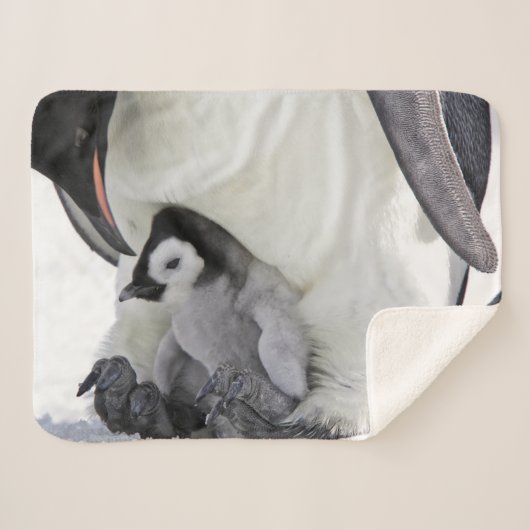 Couverture Sherpa Animaux de bébés cutest | Baby Empereur Penguin (Devant (Horizontal))