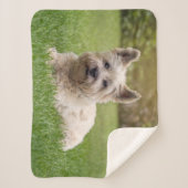 Couverture Sherpa Animaux de bébés cutest | Cairn Terrier Dog (Devant)