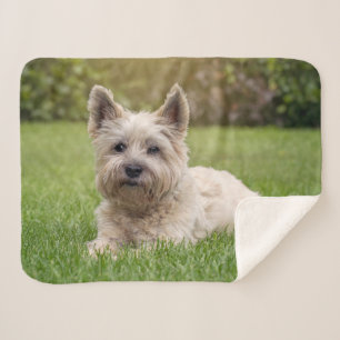 Couverture Sherpa Animaux de bébés cutest Cairn Terrier Dog