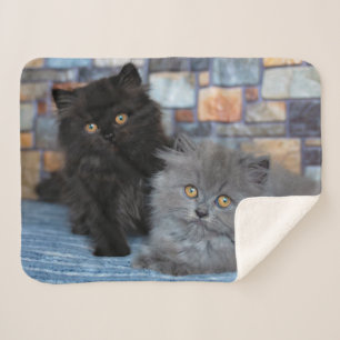 Couverture Sherpa Animaux de bébés cutest Chatons persans sur couv