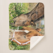 Couverture Sherpa Animaux de bébés cutest | Colt à cheval (Devant)