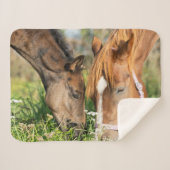 Couverture Sherpa Animaux de bébés cutest | Colt à cheval (Devant (Horizontal))
