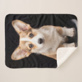 Couverture Sherpa Animaux de bébés cutest | Corgi Puppy Standing Hau (Devant (Horizontal))