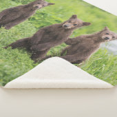 Couverture Sherpa Animaux de bébés cutest | Cubes d'ours Brown Kamch (3/4)