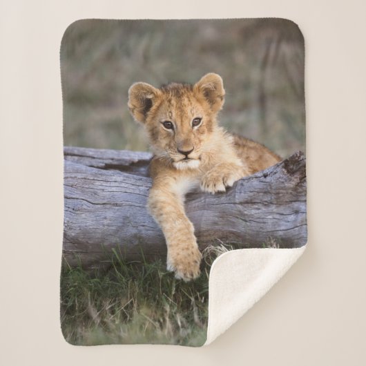 Couverture Sherpa Animaux de bébés cutest | Cute Lion Cub (Devant)