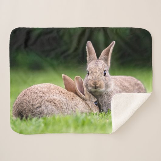 Couverture Sherpa Animaux de bébés cutest | Lapins de lapin sauvage (Devant (Horizontal))
