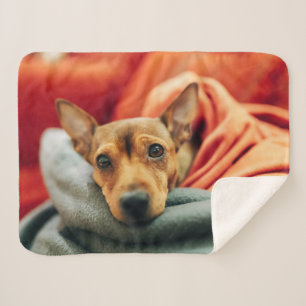 Couverture Sherpa Animaux de bébés cutest   Miniature Pinscher