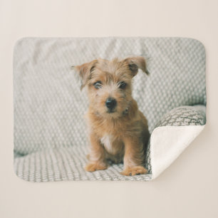 Couverture Sherpa Animaux de bébés cutest Norfolk Terrier Puppy