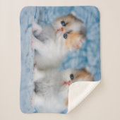 Couverture Sherpa Animaux de bébés cutest | Persian Calico Kitten (Devant)