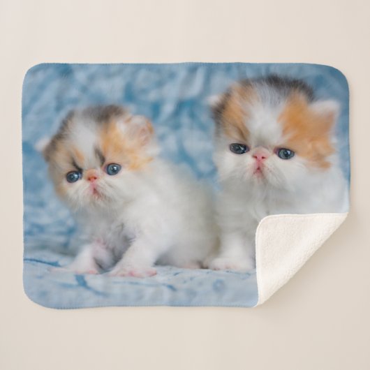 Couverture Sherpa Animaux de bébés cutest | Persian Calico Kitten (Devant (Horizontal))