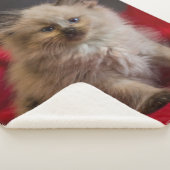 Couverture Sherpa Animaux de bébés cutest | Siamese Kitten (3/4)