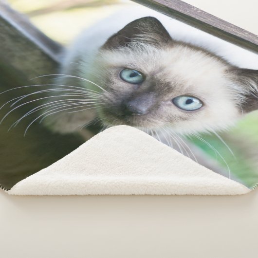 Couverture Sherpa Animaux de bébés cutest | Siamese Kitten 2 (3/4)
