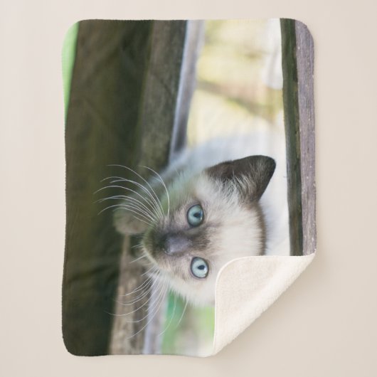 Couverture Sherpa Animaux de bébés cutest | Siamese Kitten 2 (Devant)