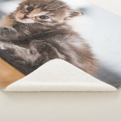 Couverture Sherpa Animaux de bébés cutest | Tiny Tabby Kitten (3/4)