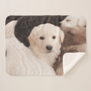 Couverture Sherpa Animaux de bébés cutest Un mignon seau de chiots