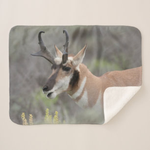 Couverture Sherpa Antilope d'Amérique mâle Grand Tetons