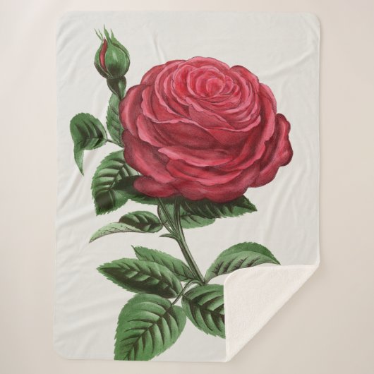 Couverture Sherpa Antique Rose Lithograph, François-Frédéric Grobon (Devant)