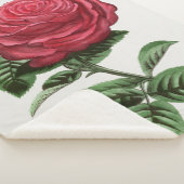 Couverture Sherpa Antique Rose Lithograph, François-Frédéric Grobon (3/4)