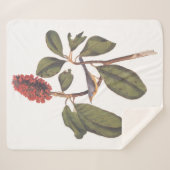 Couverture Sherpa Audubon Bonaparte Flycatcher Bird (Devant (Horizontal))