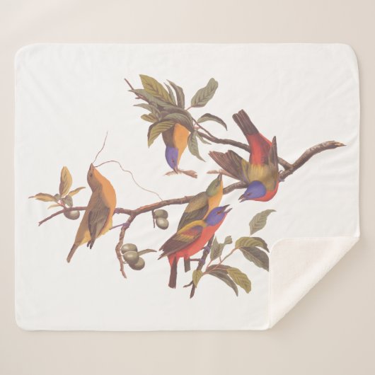Couverture Sherpa Audubon Painted Bunting Birds is Wild Plum Tree (Devant (Horizontal))