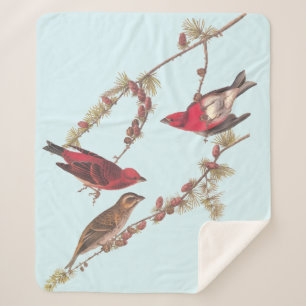 Couverture Sherpa Audubon's Purple Finch Trois oiseaux rouges en hiv