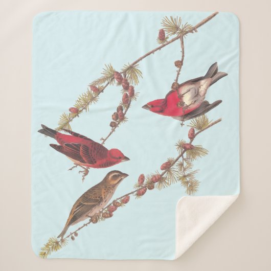 Couverture Sherpa Audubon's Purple Finch Trois oiseaux rouges en hiv (Devant)