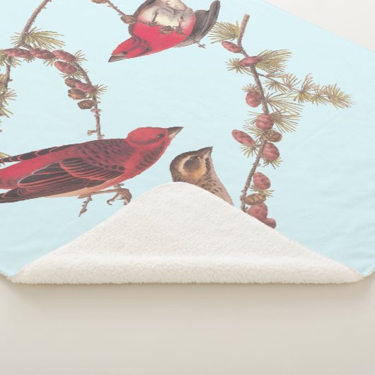Couverture Sherpa Audubon's Purple Finch Trois oiseaux rouges en hiv (3/4)